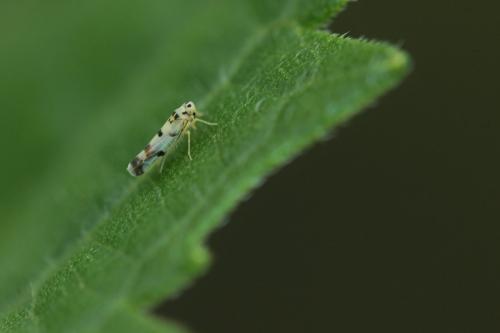 Réf. 263 873 : Eupteryx atropunctata